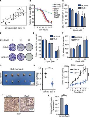 Frontiers | Repurposing Ziyuglycoside II Against Colorectal Cancer 